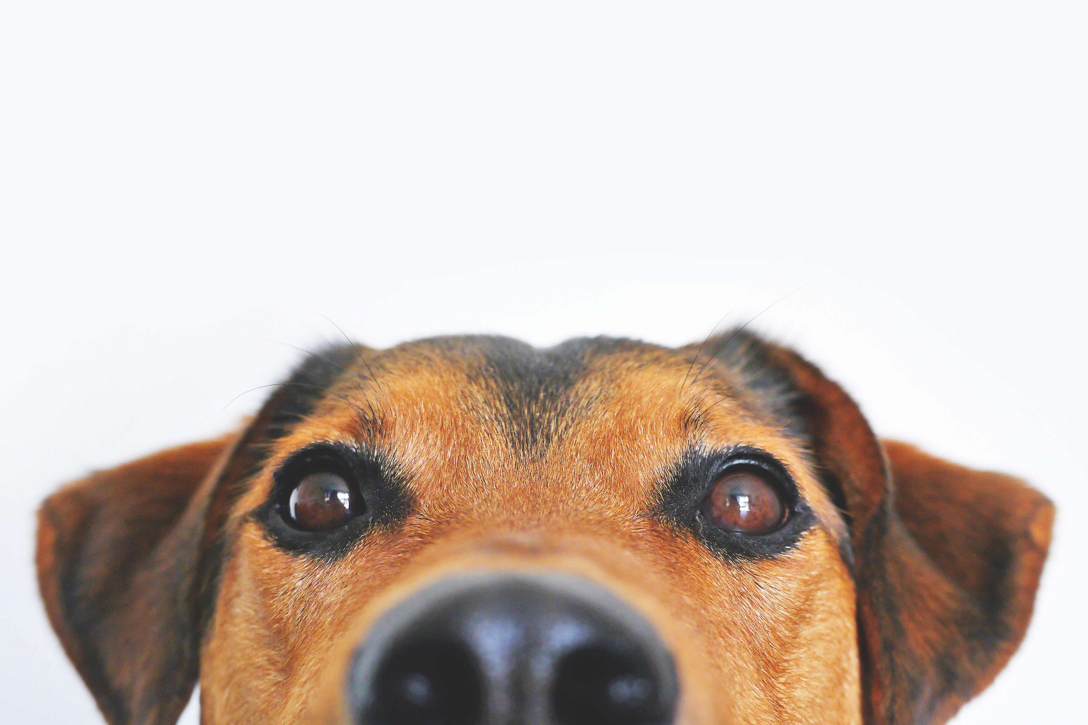 Canadian Compostable Dog Poop Bags